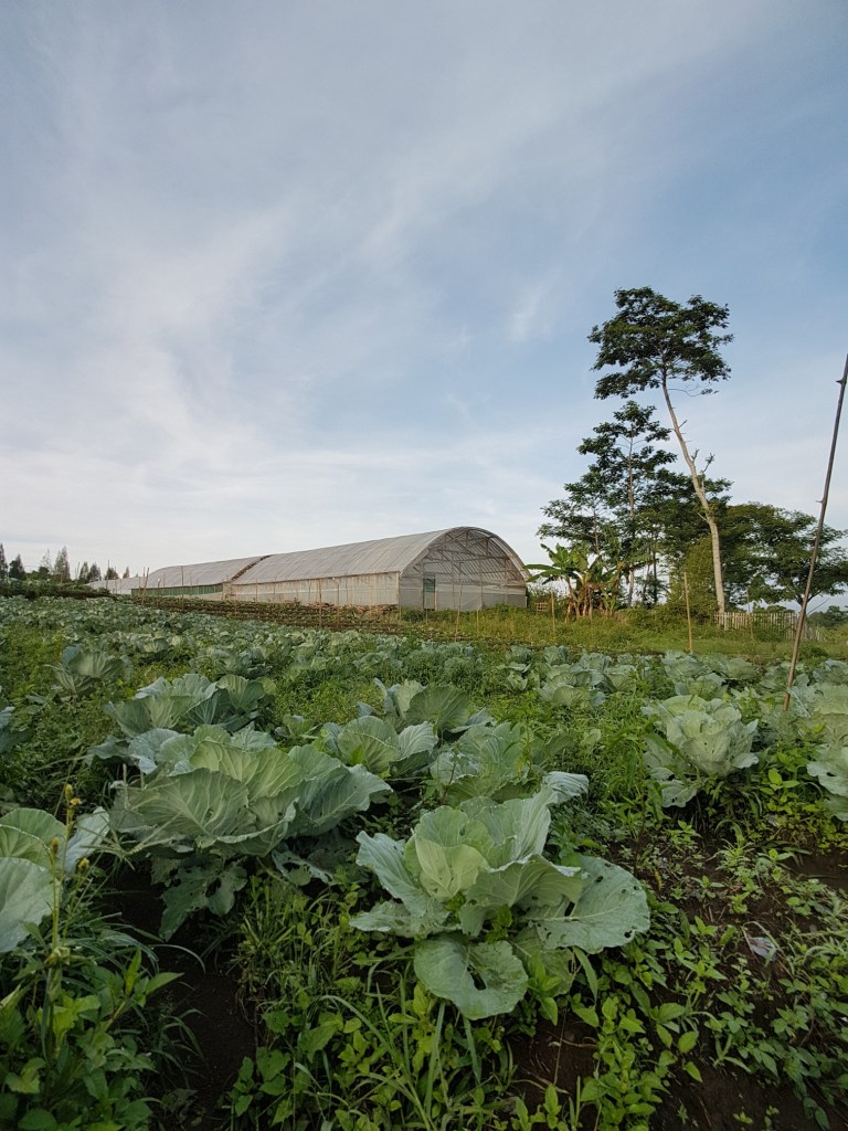 Cabbage farm